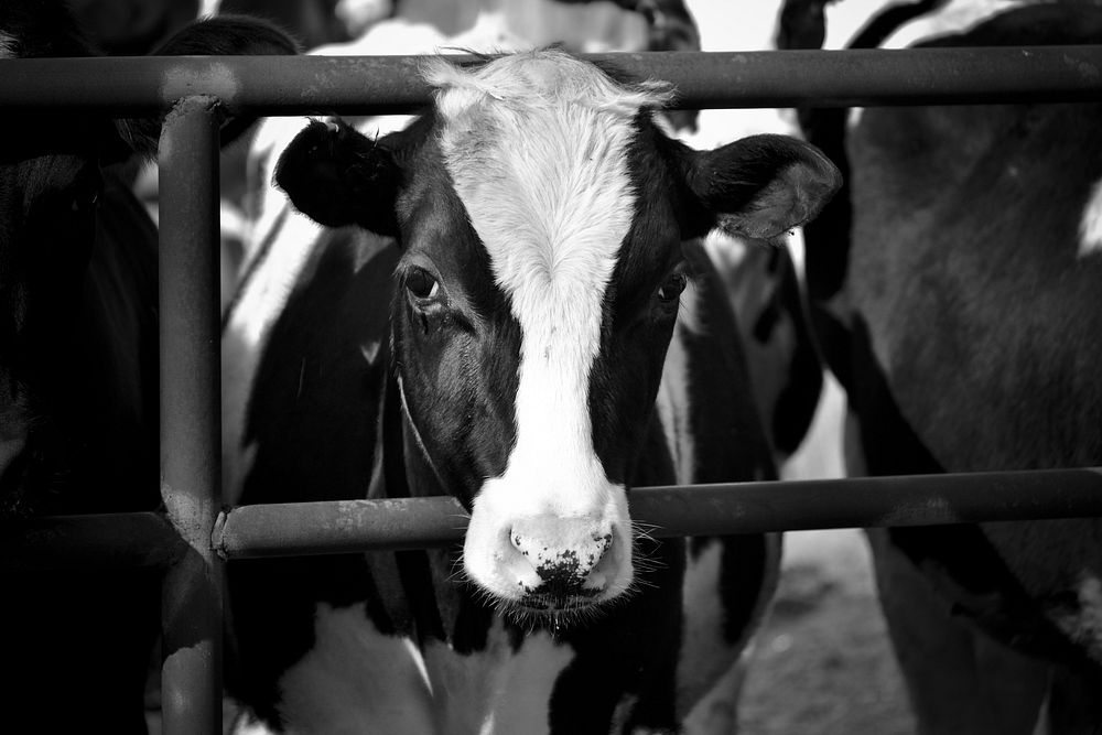 Dairy cow at a farm. Free public domain CC0 photo.
