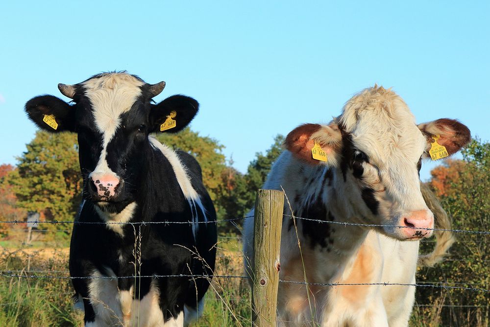 Holstein Friesian cattle, dairy livestock animal. Free public domain CC0 photo.