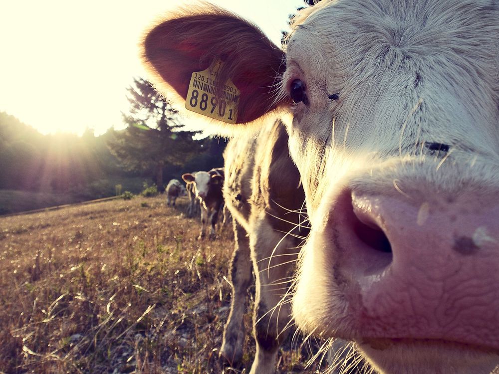 Cow at a farm, agriculture photo. Free public domain CC0 image.
