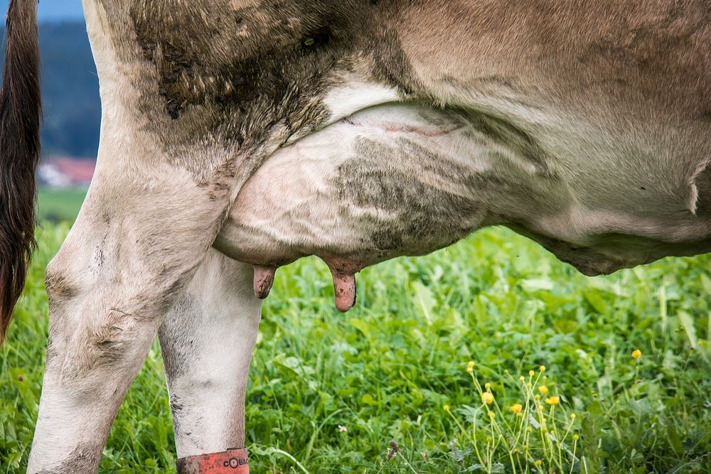 Cow, farm animal photography. Free public domain CC0 image.