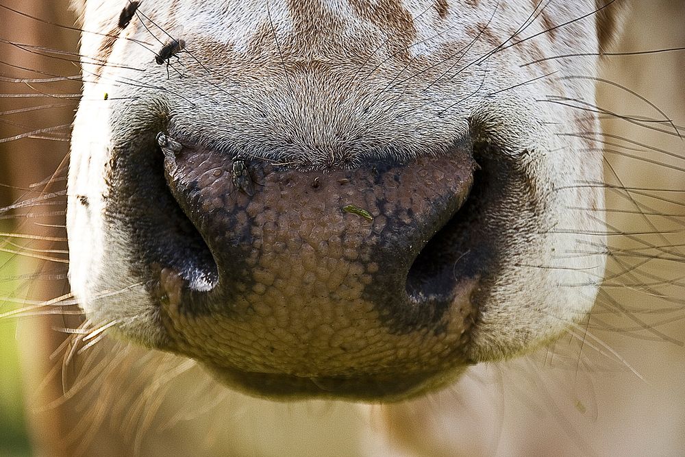 Dog nose closeup. Free public domain CC0 image.