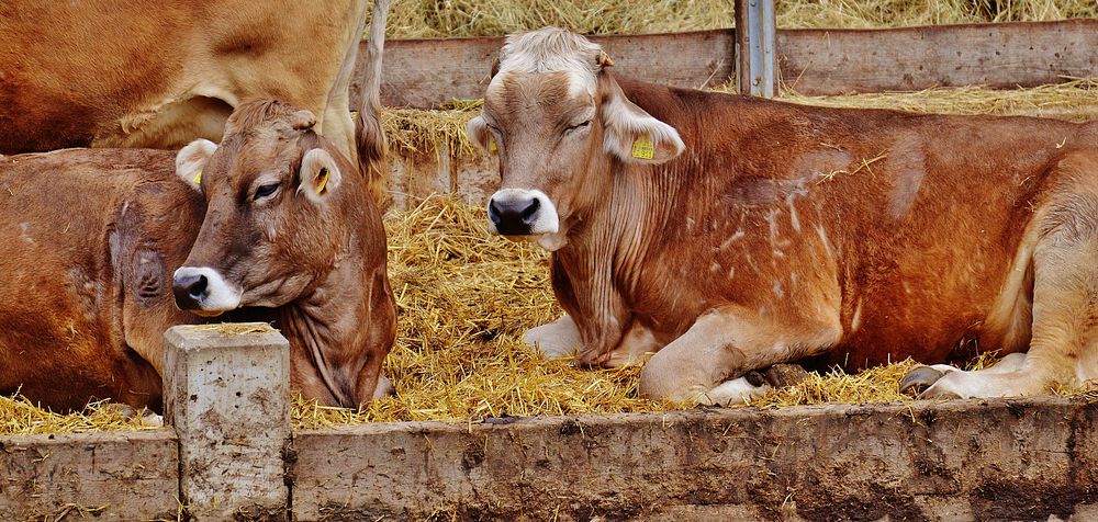 Red cows pack, farming animal image. Free public domain CC0 photo.