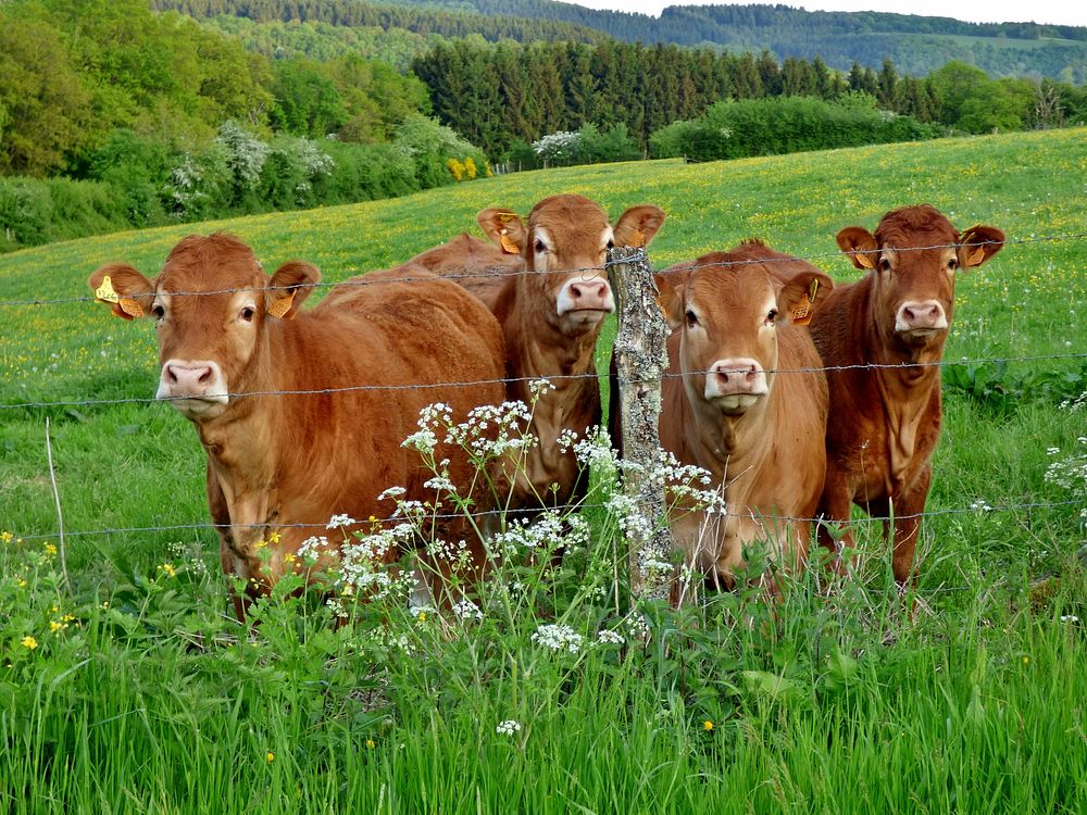 Red cows pack, farming animal image. Free public domain CC0 photo.