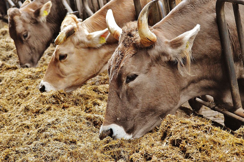 Horned cows feeding at a farm barn. Free public domain CC0 photo.