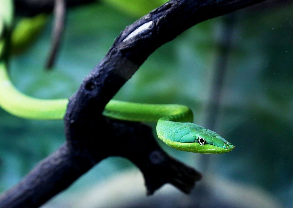 Green snake in a rainforest jungle. Free public domain CC0 photo.