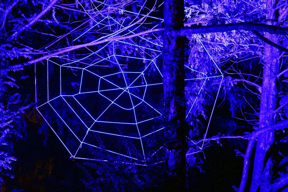 Spider web, blue light. Free public domain CC0 photo.