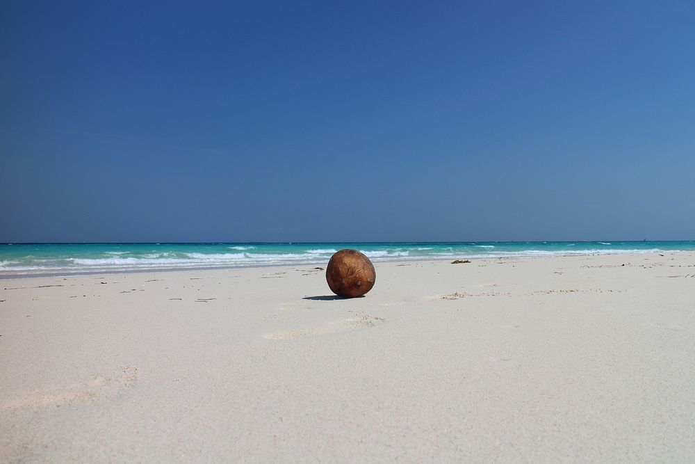 One coconut on beach sand. Free public domain CC0 image.