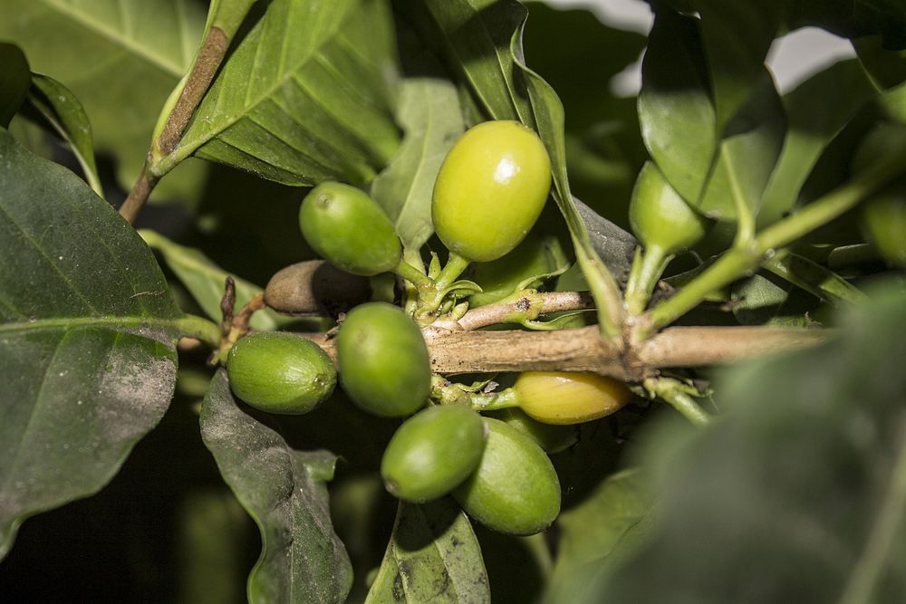 Closeup on green coffee bean plant. Free public domain CC0 image.