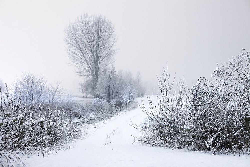 Snow covered trees with walking path. Free public domain CC0 photo.