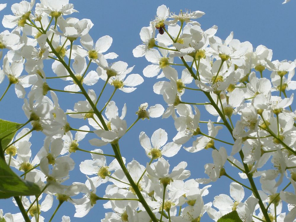 White flower, bird cherry. Free public domain CC0 image.