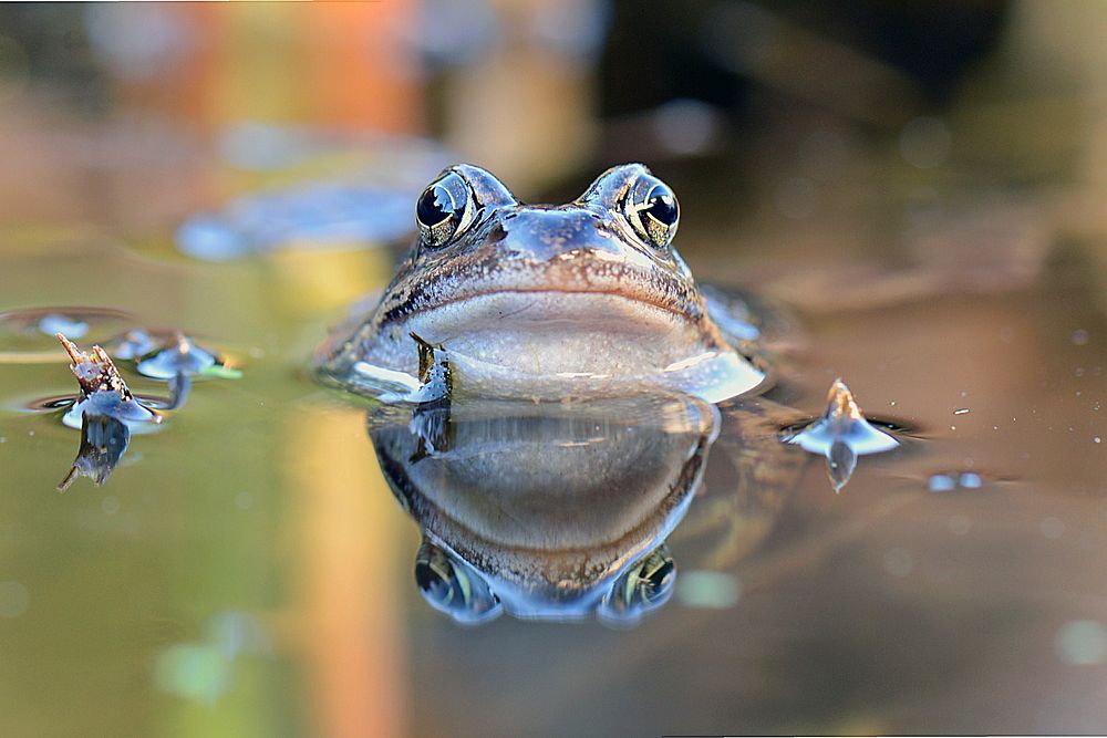 Frog amphibian animal. Free public domain CC0 image