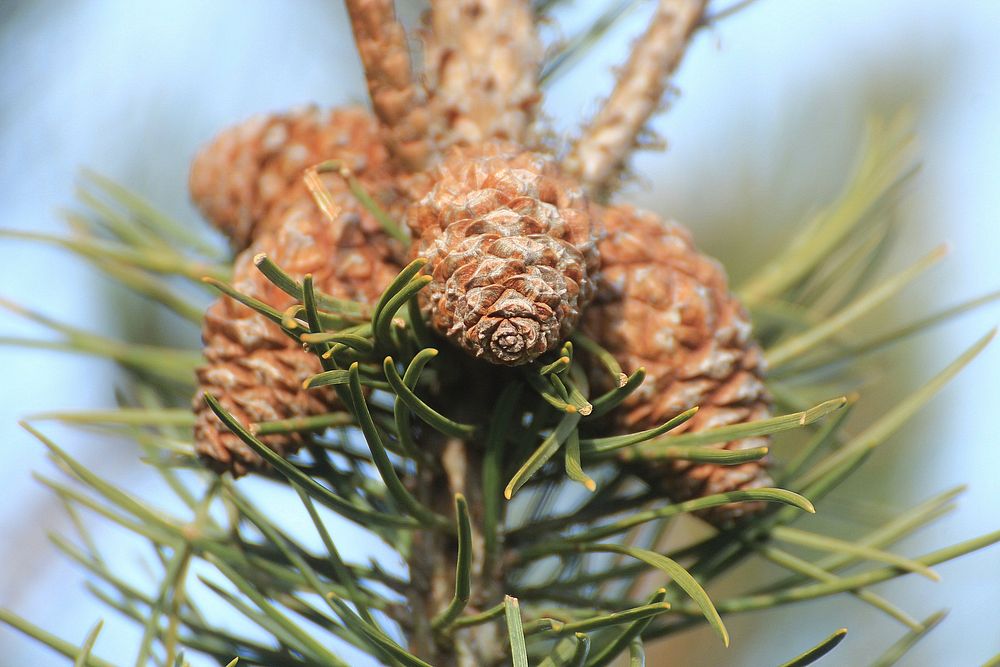 Pine cone. Free public domain CC0 image.