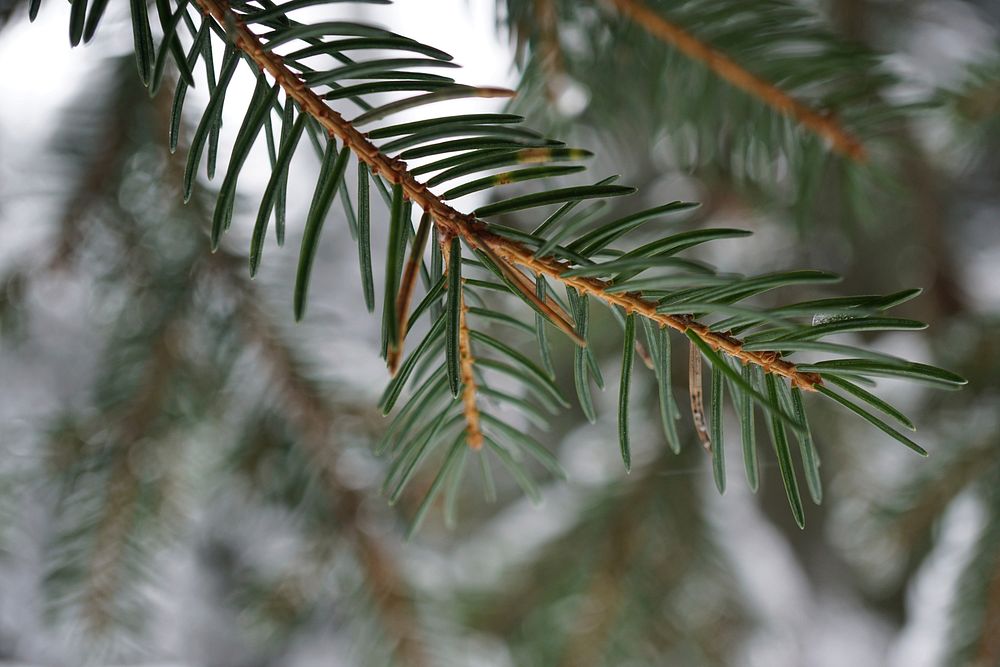 Pine tree. Free public domain CC0 image.