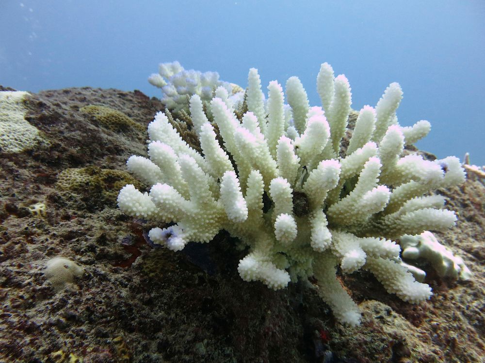 Coral skeleton underwater. Free public domain CC0 image.