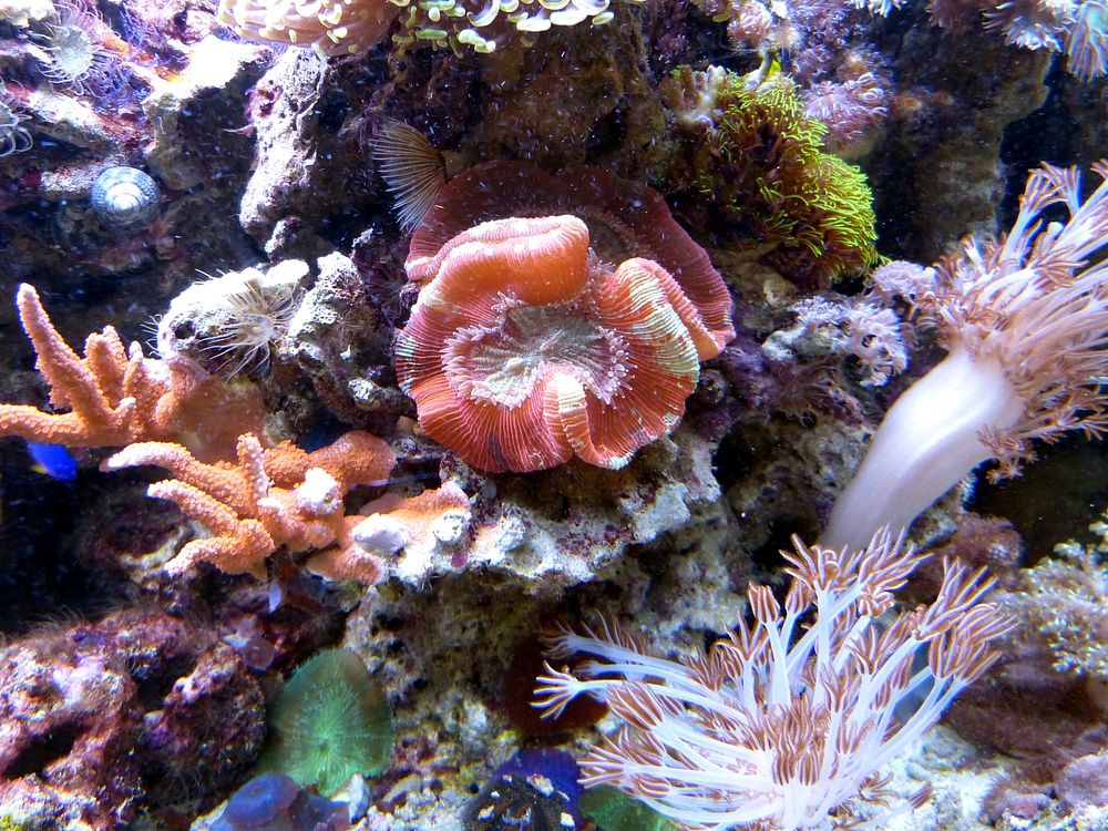 Coral reef close up. Free public domain CC0 image.
