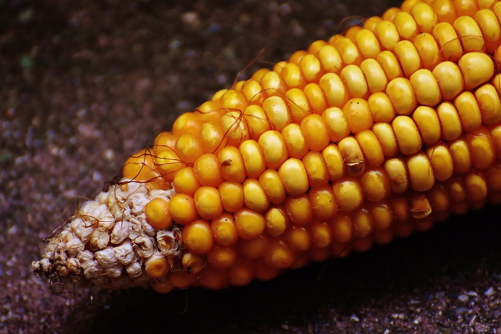 Yellow sweet corn, agricultural product. Free public domain CC0 image