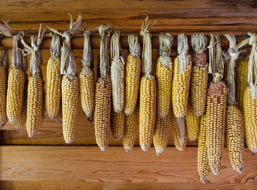 Yellow corn, agricultural produce. Free public domain CC0 image