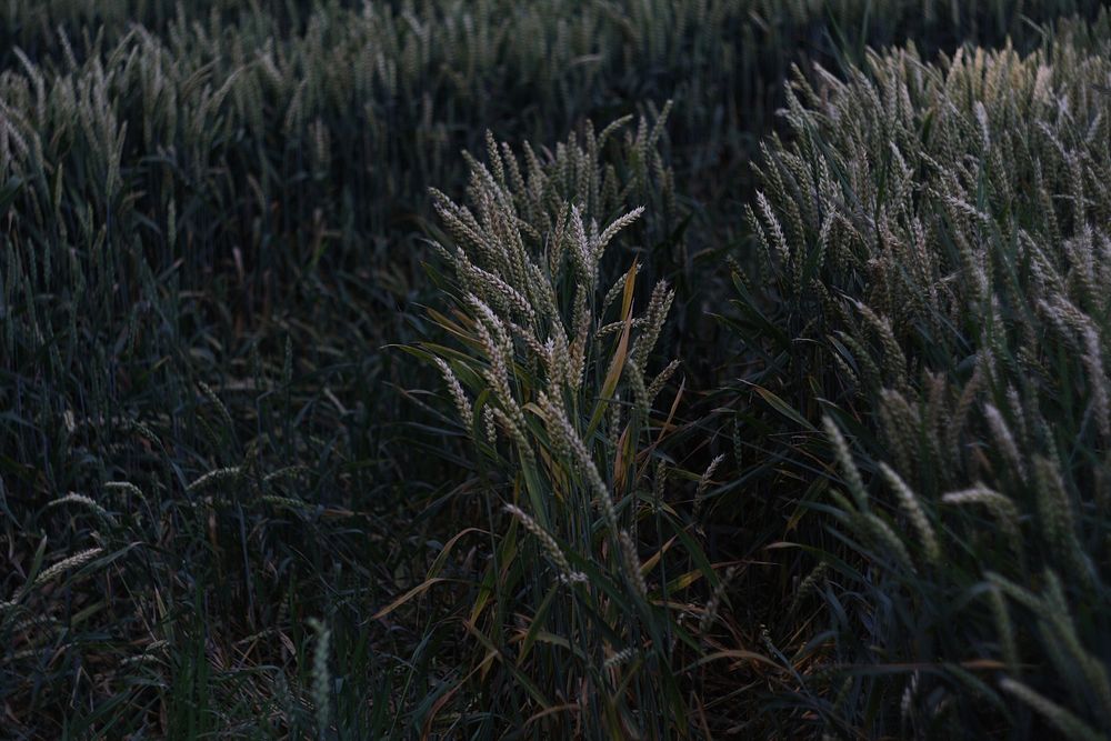 Wheat field background. Free public domain CC0 photo.