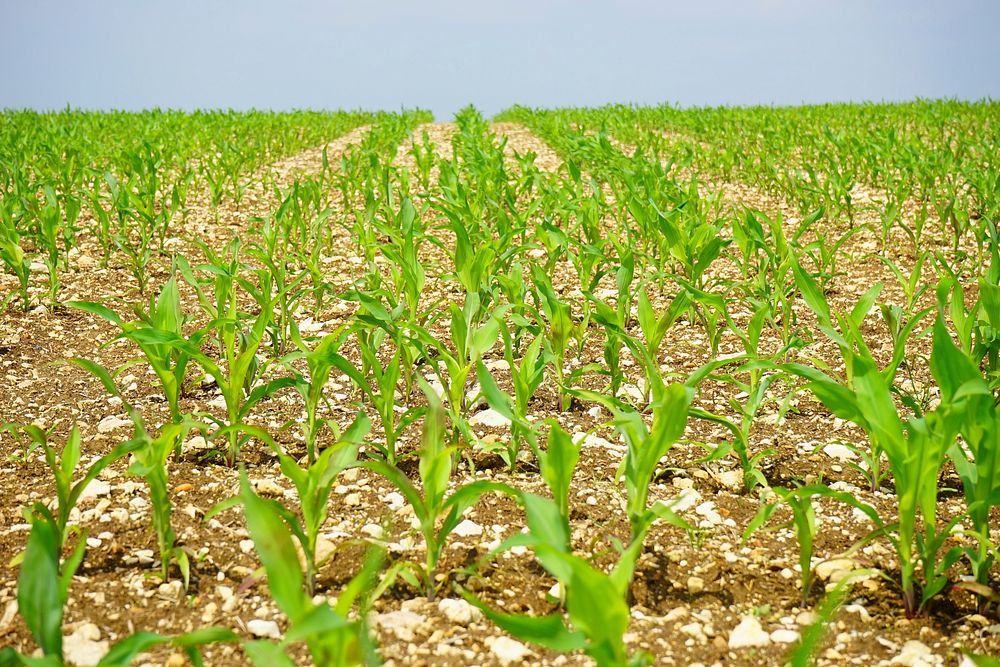 Agricultural cornfield. Free public domain CC0 photo.