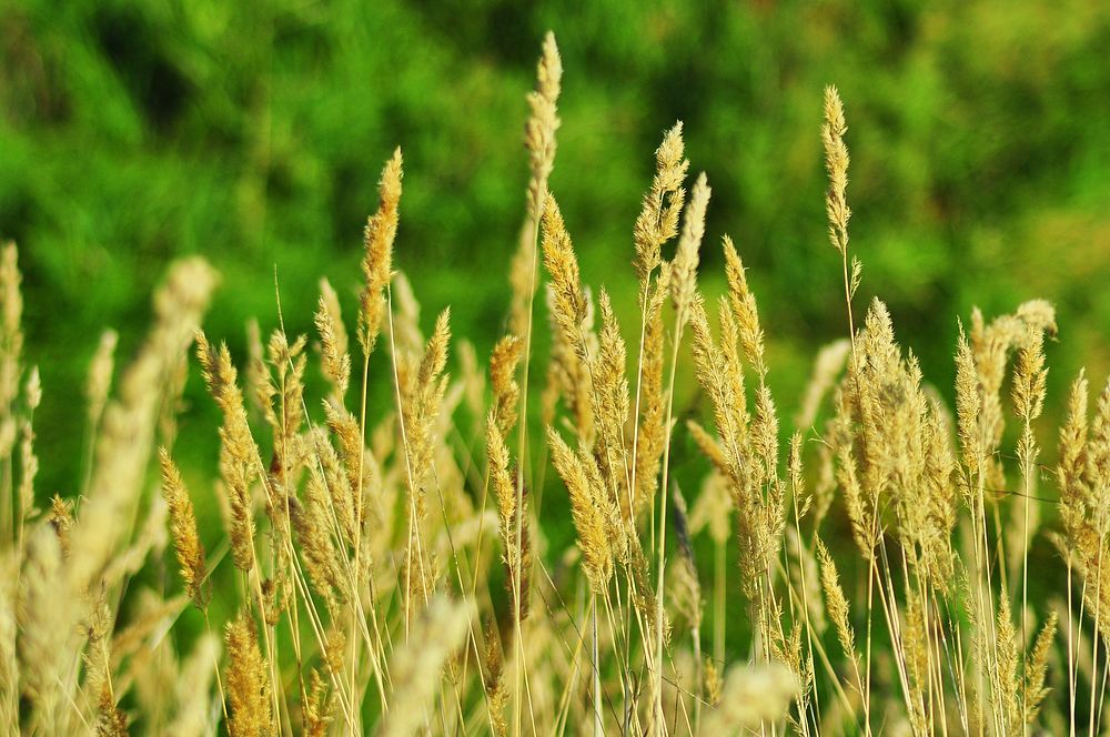 Barley tree, agriculture farming. Free public domain CC0 image