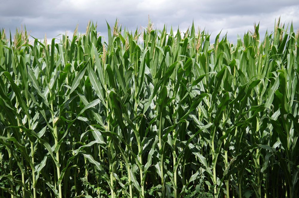 Corn tree, agriculture farming. Free public domain CC0 image