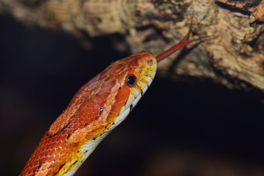 Red corn snake in nature photo. Free public domain CC0 image.
