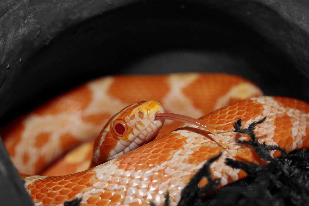 Red corn snake in nature image. Free public domain CC0 photo.