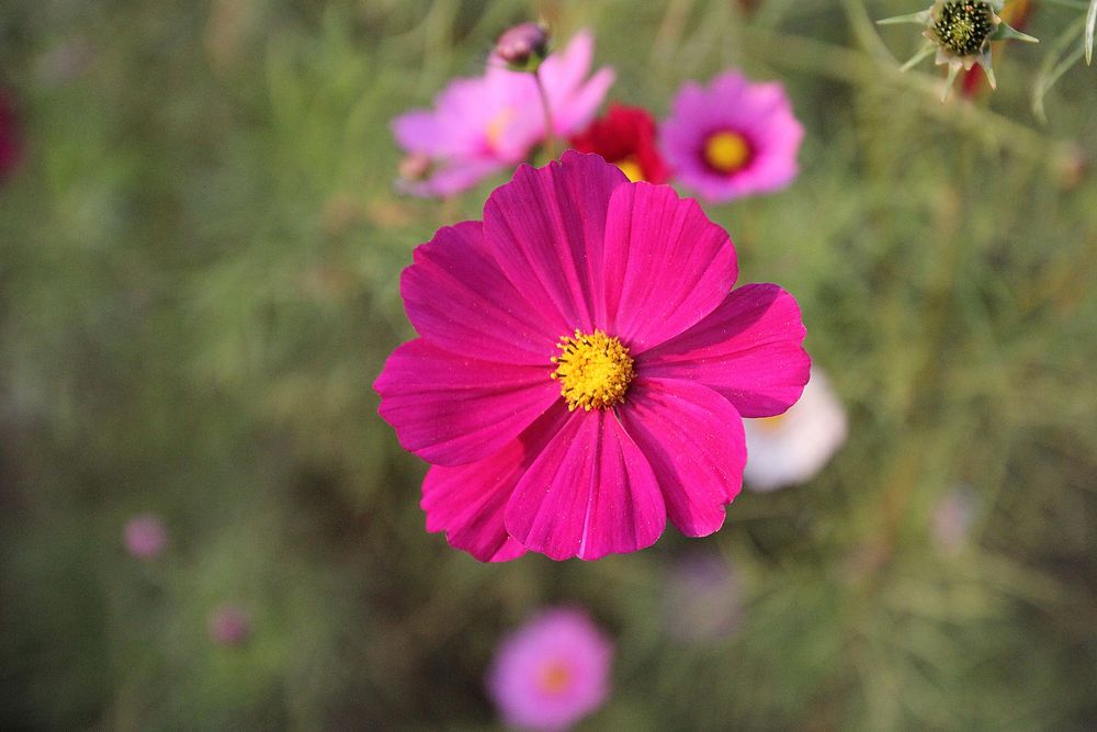 Pink cosmos background. Free public domain CC0 image.