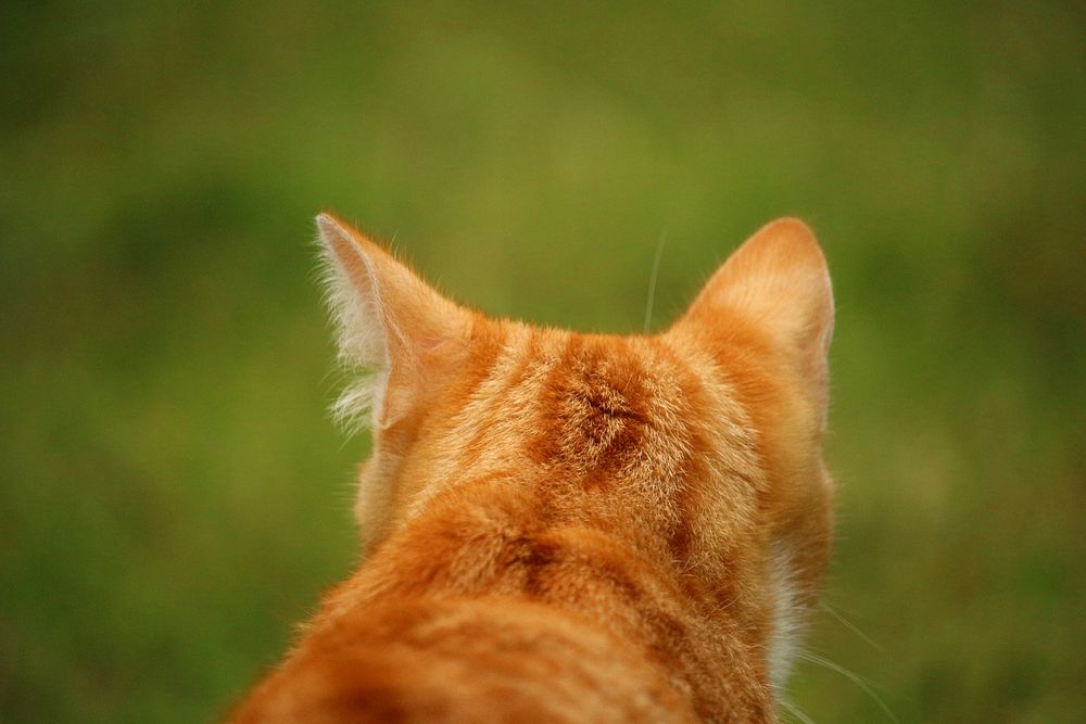 Cute ginger cat, animal image, free public domain CC0 photo.