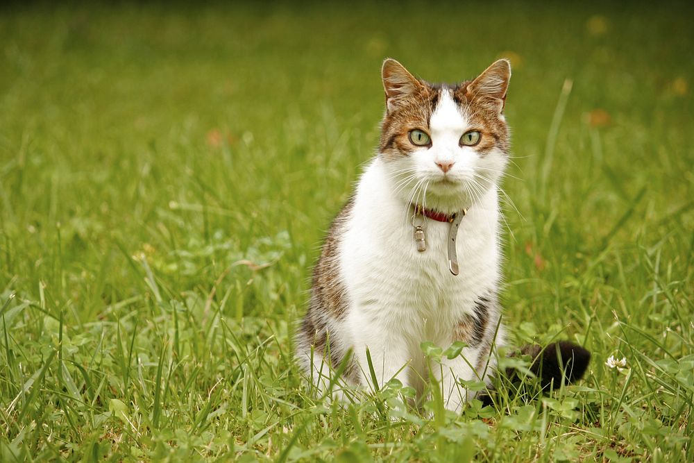 Cute outdoor cat image. Free public domain CC0 photo.