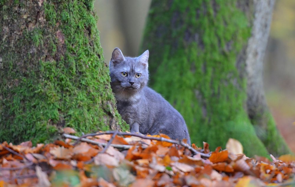 Cute outdoor cat image. Free public domain CC0 photo.