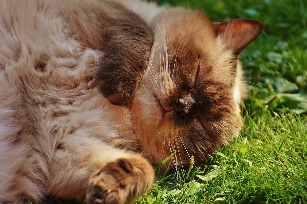 Sleeping Ragdoll cat, pet image, free public domain CC0 photo.