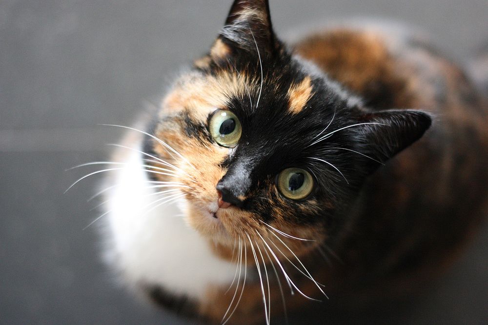 Cute cat face closeup. Free public domain CC0 photo.