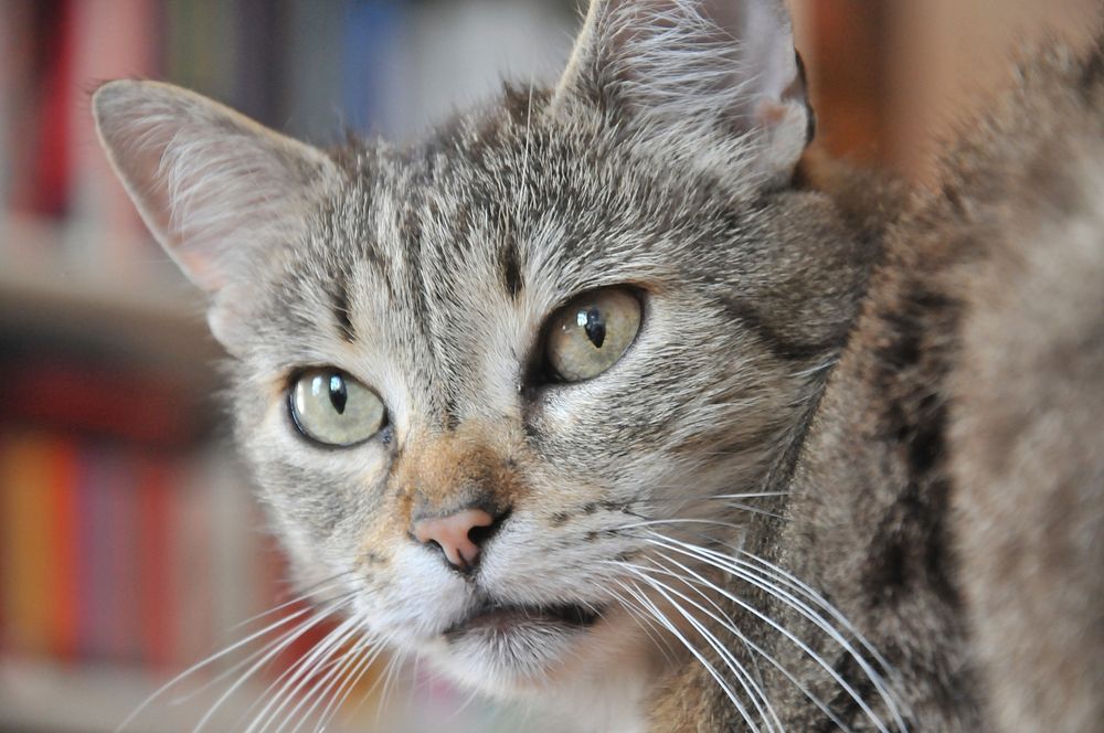 Adorable striped cat background, free public domain CC0 photo.