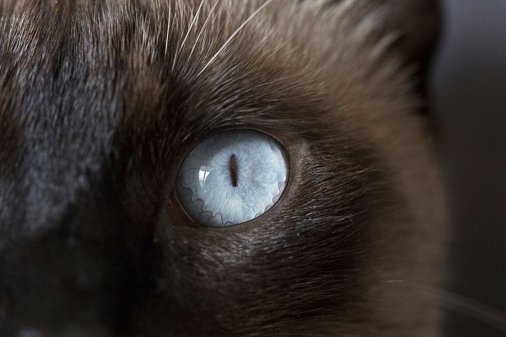 Ragdoll's eye closeup, cat image, free public domain CC0 photo.