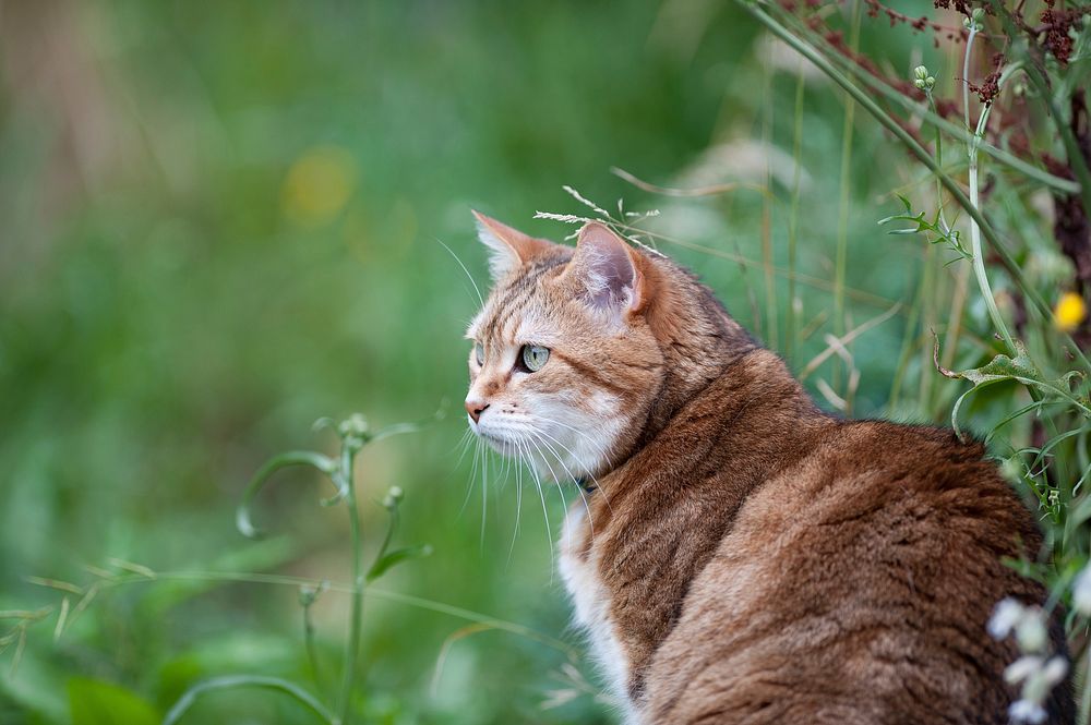 Outdoor striped cat image, free public domain CC0 photo.