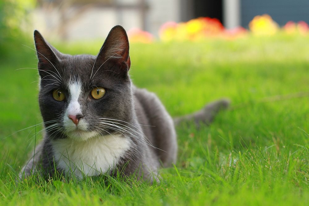 British shorthair black cat image, free public domain CC0 photo.