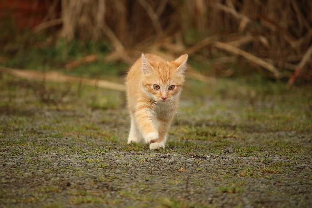 Ginger cat walking in wilderness, free public domain CC0 photo.