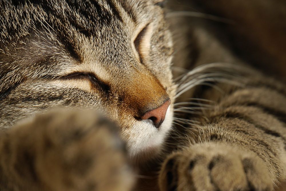 Cute tabby cat napping image, free public domain CC0 photo.