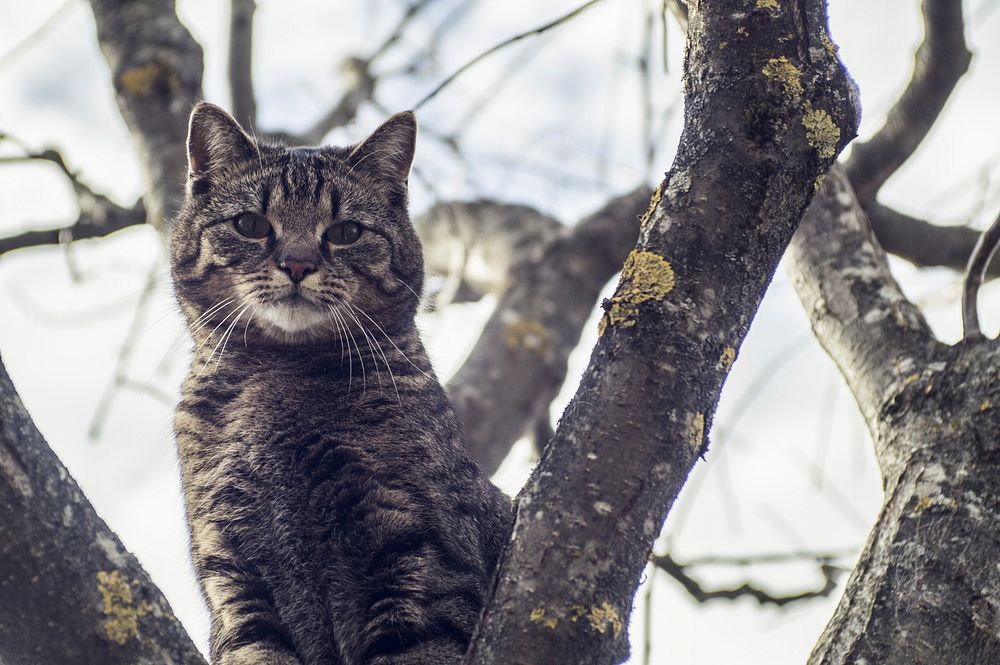 Cute striped cat, animal image, free public domain CC0 photo.