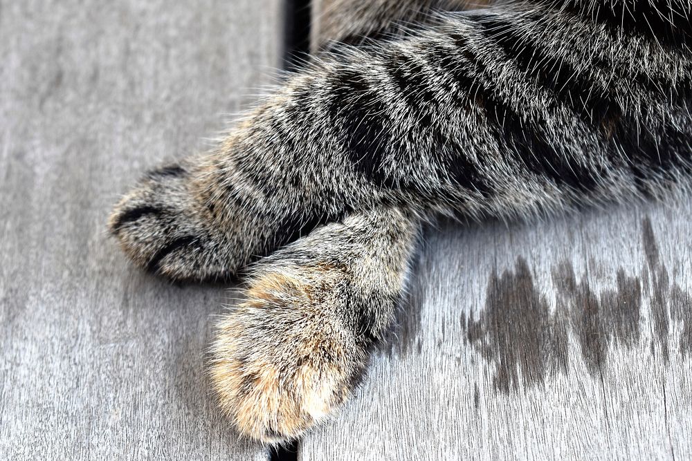 Cute cat paw image, free public domain CC0 photo.