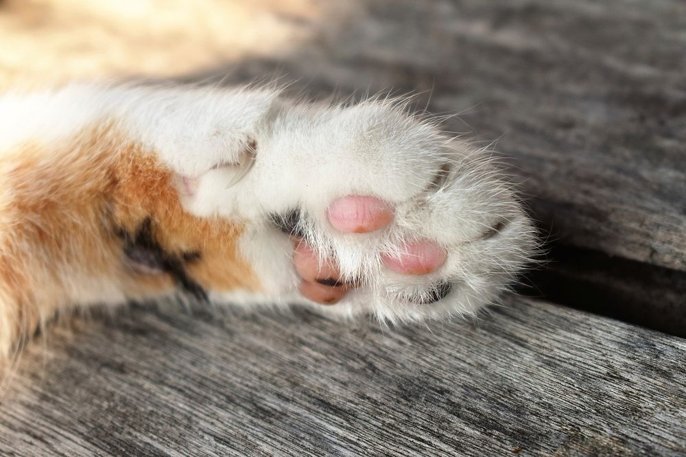 Cute cat's paw image, free public domain CC0 photo.