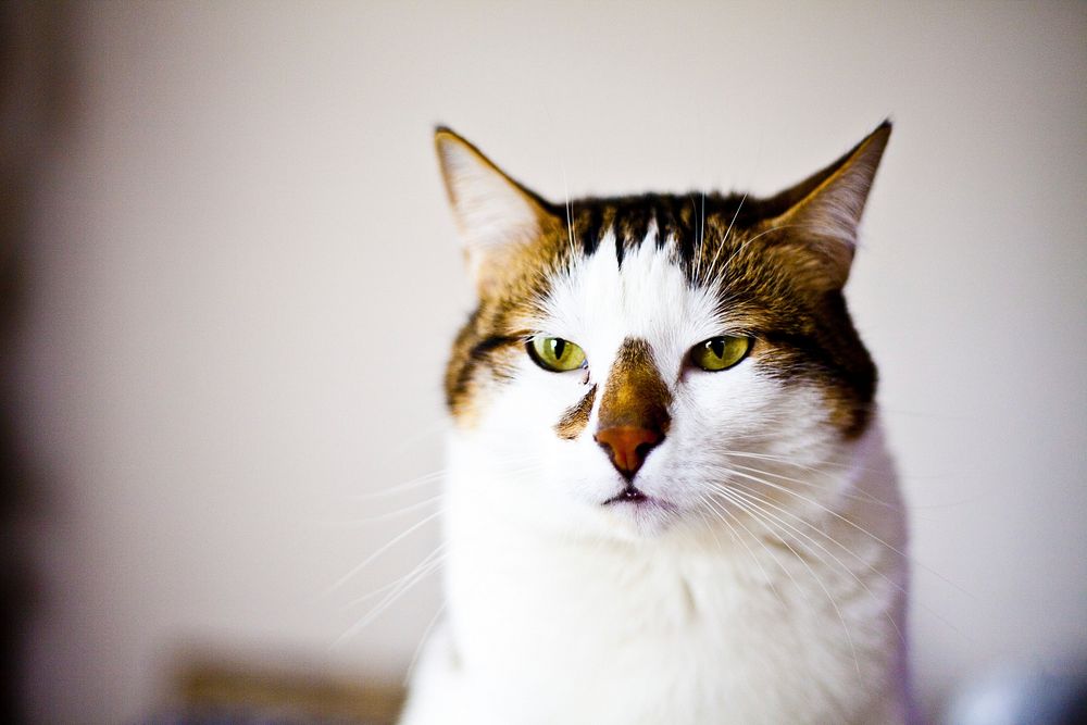 Grumpy cat. Free public domain CC0 photo.