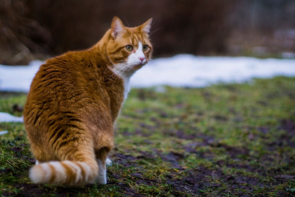 Cute ginger cat, animal image, free public domain CC0 photo.