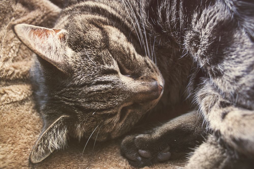 Cute tabby cat napping image, free public domain CC0 photo.