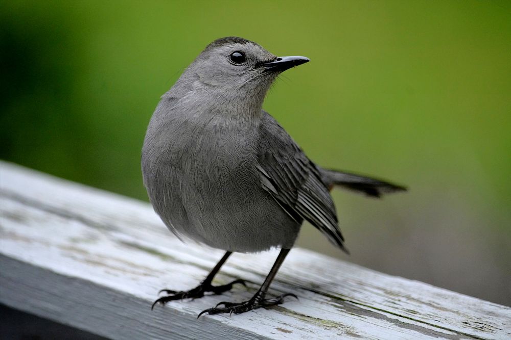 Gray catbird, bird photography. Free public domain CC0 image.