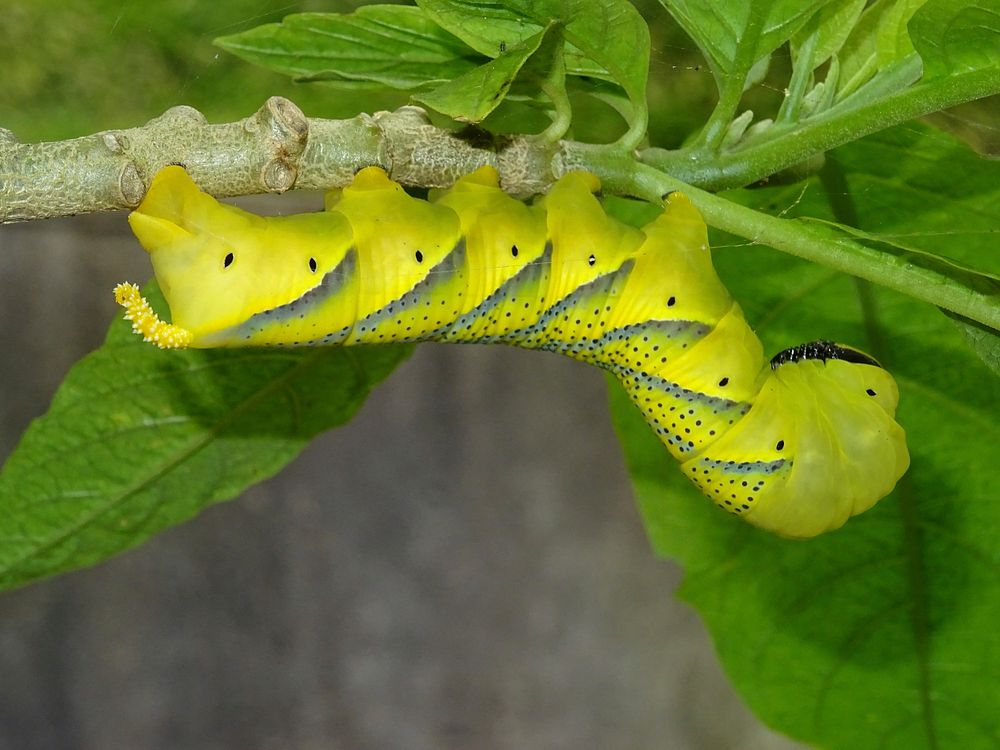 Caterpillar in nature. Free public domain CC0 photo.