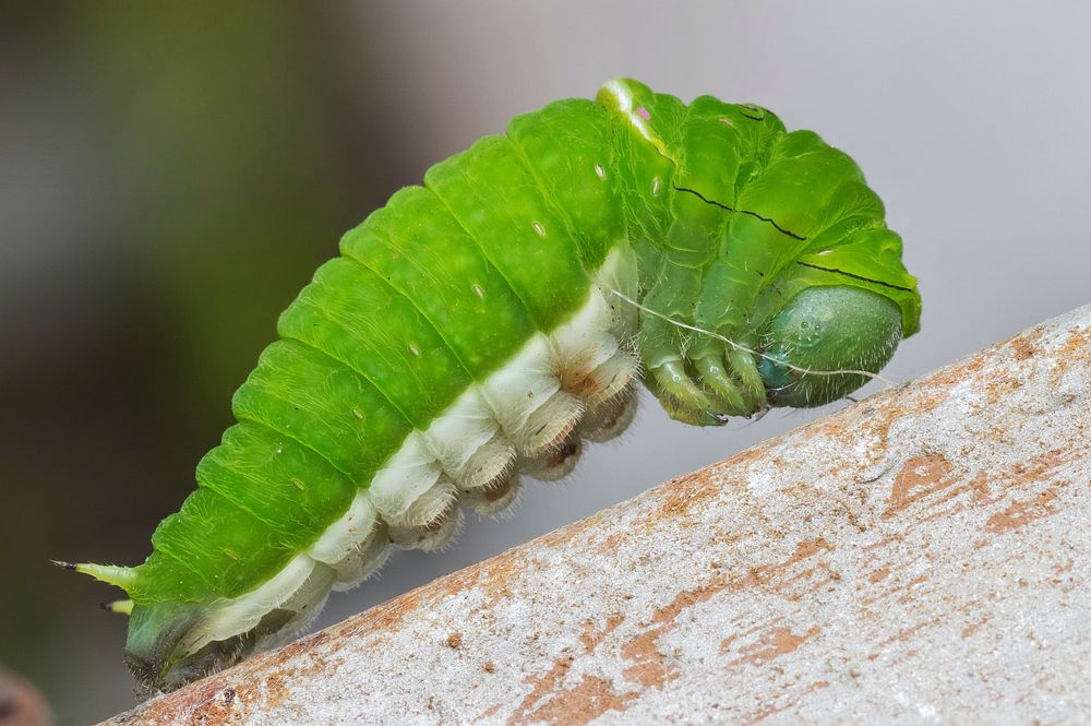 Caterpillar. Free public domain CC0 image.