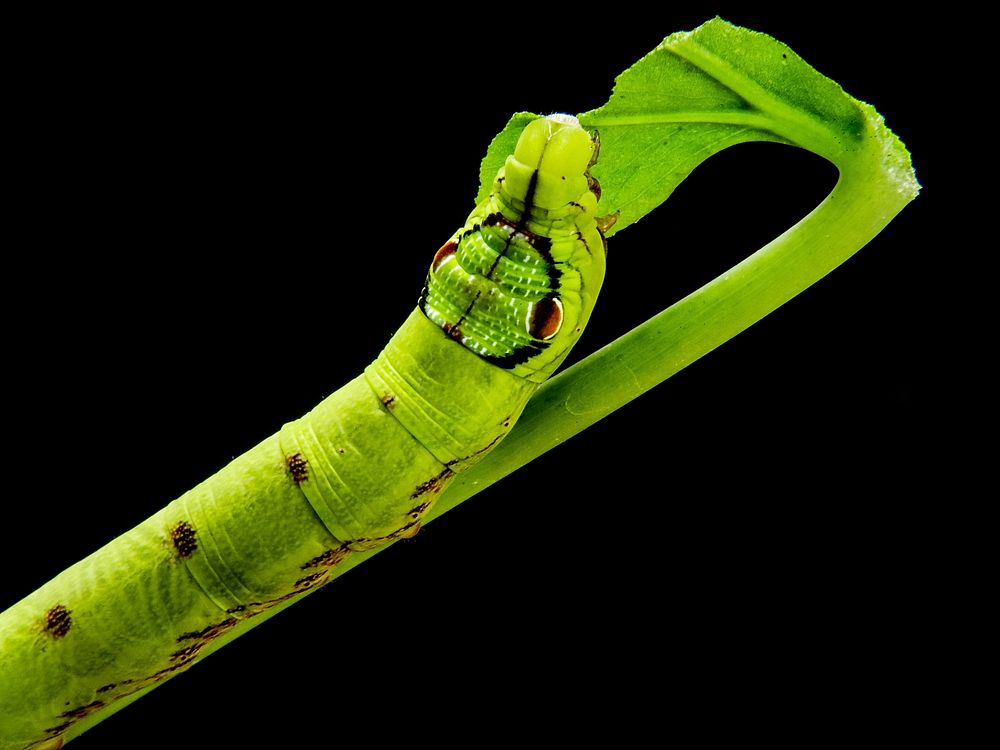 Caterpillar. Free public domain CC0 image.