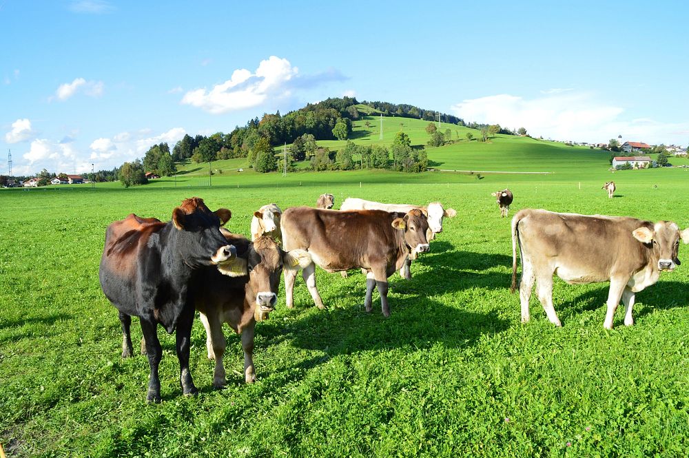 Cow, cattle, livestock animal, agriculture image. Free public domain CC0 photo.